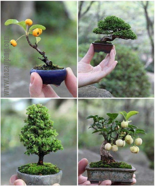 Bonsái a partir de un árbol en estado silvestre Novedades