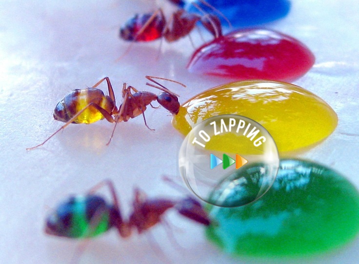 Hormigas traslúcidas